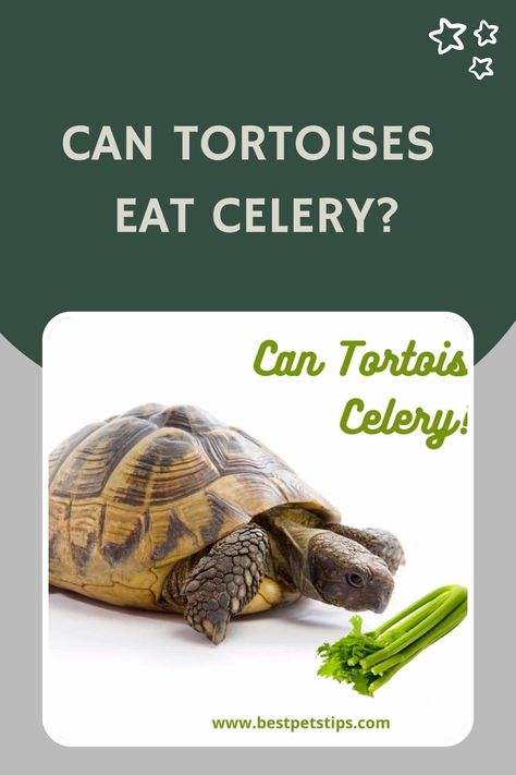 Feeding your Tortoise the most refined food is necessary for its active development. Can Tortoises eat Celery? All you need … Read more Herbivorous Animals, Red Footed Tortoise, Low Calorie Vegetables, Leopard Tortoise, Tortoise Food, Russian Tortoise, Sulcata Tortoise, Nutrition Chart, Green Vegetables