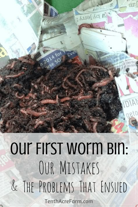 Red Worm Composting, Compost Diy, Worm Farm Diy, Worm Beds, Cacing Tanah, Worm Composting Bin, Red Wiggler Worms, Composting Food Scraps, Composting Bin