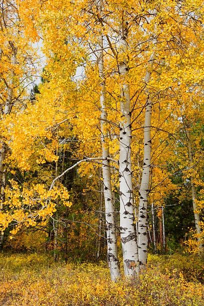 52,296 Aspen Trees Stock Photos, Pictures & Royalty-Free Images - iStock Quaking Aspen Tree, Aspen Trees Photography, Photos Of Trees, Pine Tree Painting, Drawing Bird, Ancient Trees, Aspen Tree, Trees Art, Family Stock Photo