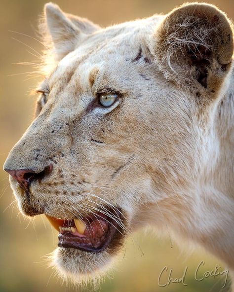 I wonder where this girl ended up...one of the two white lionesses I was fortunate enough to watch grow up @motswari_private in the… Lioness Painting, Lion Reference, White Lioness, Lion Lioness, White Lions, Panther Leopard, Panthera Leo, Lions Photos, Lion Drawing