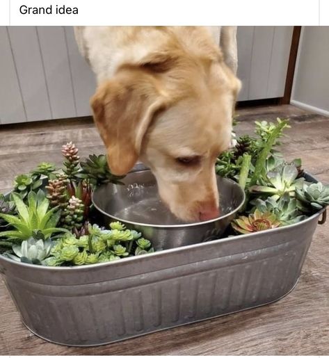 Dog Water Bowl Mess, Dog Water Bowl Ideas, Home Bar Ideas, Dog Feeding Station, Pet Water Bowl, Splash Zone, Spanish Garden, Galvanized Tub, Dog Spaces