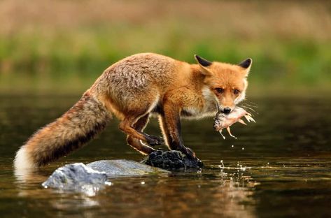 What Do Foxes Like To Eat Most (Fox diet) Fox Eating, Fox Breeds, Fox Symbolism, Fox Eat, Fox Facts, Fox Totem, Young Fox, Vulpes Vulpes, Spirit Animal Totem