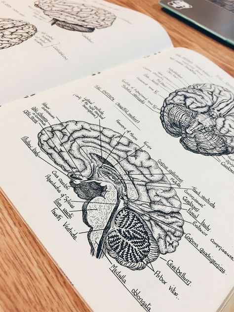 Medical Drawings, Psychology Studies, Forensic Psychology, Medical Student Motivation, Quotes Celebrities, Med School Motivation, Medical School Motivation, Medical School Inspiration, Psychology Student