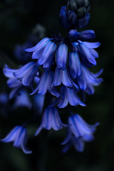 greenreblooming:“blue bells *09 may 2016” Blue Bell Flowers, Blue Delphinium, Flowers And Greenery, Gorgeous Flowers, Delphinium, Exotic Flowers, Beautiful Blooms, Blue Flower, Blue Aesthetic