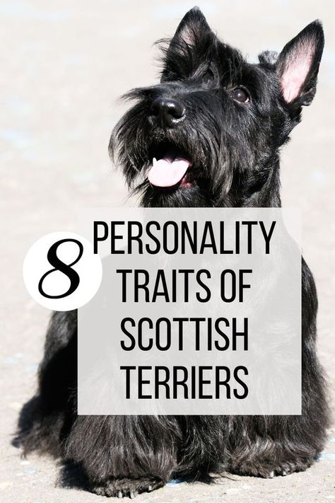 The Scottish Terrier, also known as the Aberdeen Terrier or Scottie, is known for its spunky, independent personality. While individual dogs have their own quirks, the breed as a whole shares certain characteristics that comprise the classic Scottish Terrier temperament. This article will explore 8 common personality traits that help define the essence of the Scottie breed. Scottish Terrier Grooming, Scottie Dog Crafts, Scottie Dog Puppy, Ryan Fitzpatrick, Scottish Dog, Scotties Dog, Scottie Puppies, Scottish Terrier Puppy, Perfect Vision