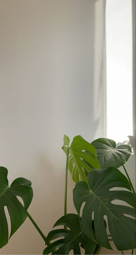 Aesthetic Indoor Plants, Plant Homescreen, Plant Background Aesthetic, Plant Lockscreen, Green Plant Wallpaper, Iphone Wallpaper Plants, Lighting Portrait, Wallpaper Plants, Sage Green Wallpaper