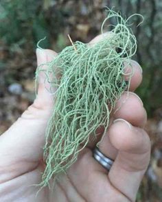 Usnea Lichen, Medicinal Weeds, Supraviețuire Camping, Natural Antibiotic, Herbal Remedies Recipes, Medicinal Herbs Garden, Medical Herbs, Magia Das Ervas, Edible Wild Plants