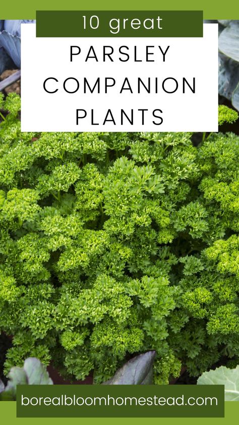 Dill Companion Plants, Growing Parsley Outdoors, Parsley Companion Plants, Planting Parsley, Planting Dill, Gardening 2023, Grow Parsley, Herb Companion Planting, Planting Techniques