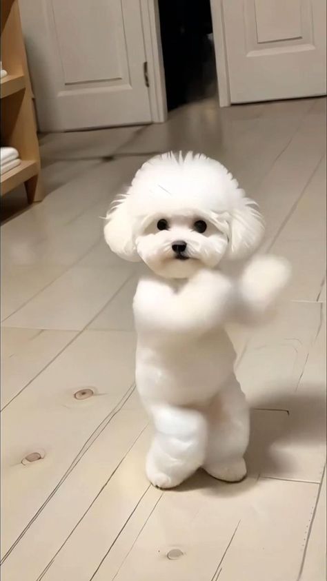 Funny Pets Videos, Animal Dance, Anjing Poodle, Funny Animals Videos, Funny Animal Clips, Funny Pet Videos, Funny Animals With Captions, Dancing Animals, Animal Humour