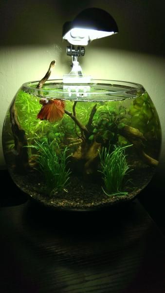 Planted Betta Bowl Project Walstad Bowl, Betta Sorority Tanks, Betta Drawing, Betta Fish Tank Ideas Aquascaping, Betta Tank Ideas, Small Fish Tank Ideas, Betta Fish Toys, Betta Fish Tank Ideas, Betta Fish Bowl