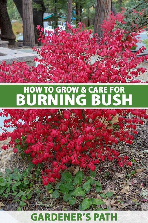 A close up vertical image of a small burning bush shrub growing in a garden border with trees in soft focus in the background. To the center and bottom of the frame is green and white printed text. Burning Bush Plant, Burning Bush Shrub, Fall Landscapes, Green Backyard, Bush Plant, Start A Garden, Raised Bed Gardening, Burning Bush, Plant House