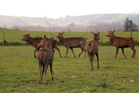 Deer farming future looking bright Deer Farming, Deer Farm, Long Island, The Back, Native American, Moose Art, Deer, Camel, Dream House