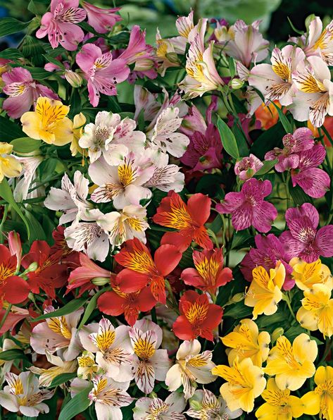 Peruvian Lily, Floral Design Classes, Unique Garden Decor, Peruvian Lilies, Flower Identification, Lily Garden, Lily Plants, Flower Therapy, Pretty Plants