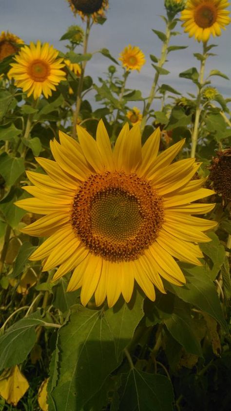 Aesthetic Paper, Vincent Willem Van Gogh, Growing Sunflowers, Sunflowers And Daisies, Family Flowers, Sunflower Pictures, Sunflower Garden, Flower Craft, Sunflower Wallpaper