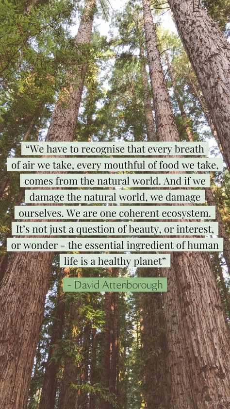 David Attenborough Quotes, Conscious Consumption, David Attenborough, About Nature, Save Earth, Nature Quotes, The Environment, A Quote, Mother Earth