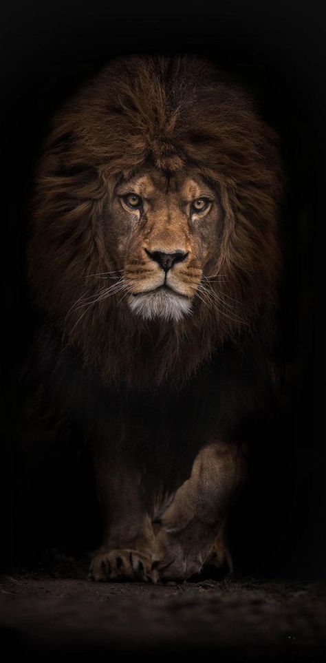 Download Lion wallpaper by Shoaib_Chaudhry - d681 - Free on ZEDGE™ now. Browse millions of popular king Wallpapers and Ringtones on Zedge and personalize your phone to suit you. Browse our content now and free your phone Lion Angry, Lion Wallpaper, Lion Of Judah, Phone Wallpaper, Lion, Wallpapers, Animals, Black