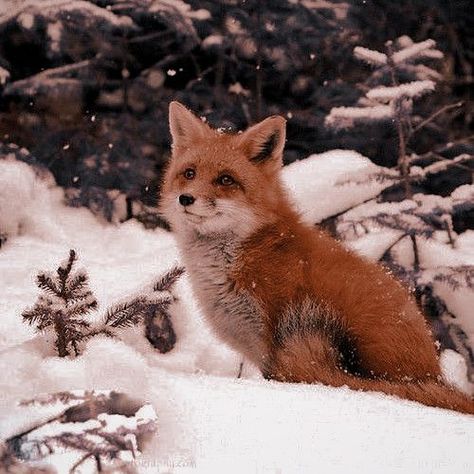 Court Of Thorns And Roses, Little Animals, Animals Cute, Dec 26, Animal Photos, Cute Animal Photos, Red Fox, Cute Little Animals, Cute Animals