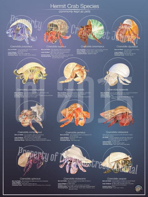 The Crabstreet Journal is so proud to announce the hermit crab species poster. This poster was inspired by member Pam Liberatore. We have illustrated the most common species of Coenobita based on actual photos. While not all species are included, this is due to lack of information on certain species. The poster is 18 X…More Species Poster, Hermit Crab Homes, Hermit Crab Habitat, Crab Species, Hermit Crab Tank, Hermit Crab Shells, Crab Art, Crab Shells, Hermit Crabs