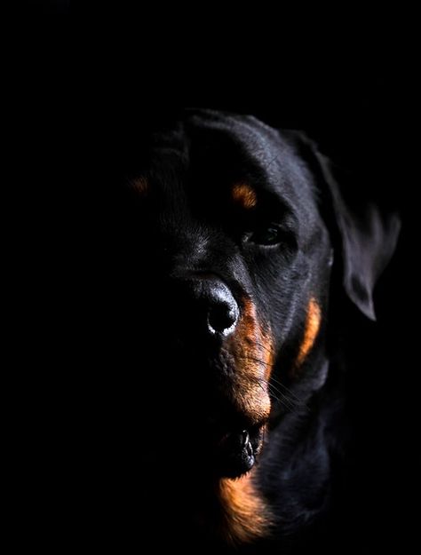 Rottweiler Dog Wallpaper, Rottweiler Pictures, Rottweiler Tattoo, Rottweiler Breed, Rottweiler Love, Rottweiler Lovers, Wild Animals Pictures, Dog Photoshoot, Dog Black