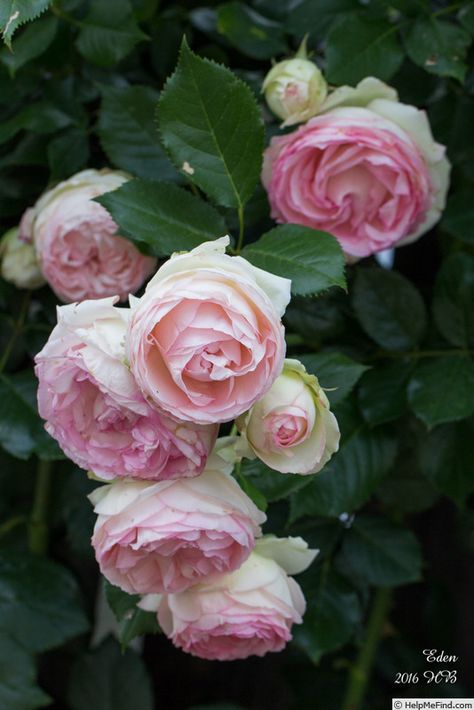 Bonito, Rose Climbers, Rose Pics, Cottage Garden Roses, Old English Roses, Fairy Nature, Eden Rose, Flower Background Images, Photo Flowers