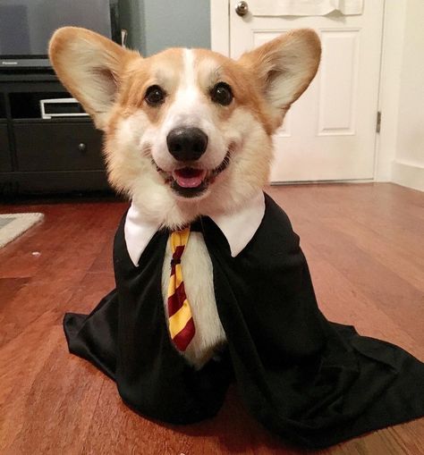 *Dressed for Halloween from Simba the Corgi (@simbacorg) • Instagram 🐕 Dog Harry Potter, Pup Academy, Harry Potter Dog, Happy 40th, Happy 40th Birthday, Adorable Pets, Dog Dog, Dog Memes, 40th Birthday