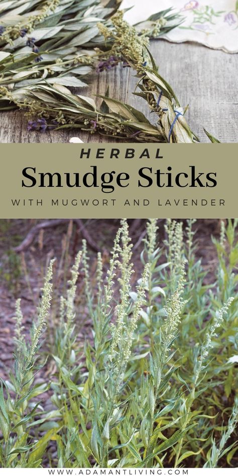 Herbal Smudge Sticks with Mugwort and Lavender Mugwort Smudge, How To Make Shampoo, Pleasant Dreams, Herbal Coffee, Digestive Juice, Colorful Plants, How To Make Beer, Smudge Sticks, Dark Places