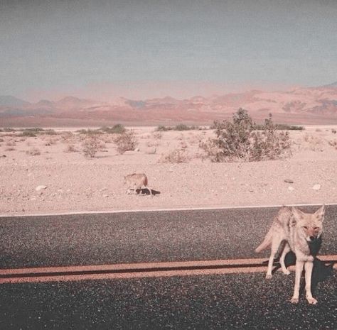 Groovy Cowboy Aesthetic, Desert Alien Aesthetic, The Desert Aesthetic, Desert Grunge, Desert Coyote, Southwestern Gothic, Desert Aesthetic, Western Gothic, Desert Road