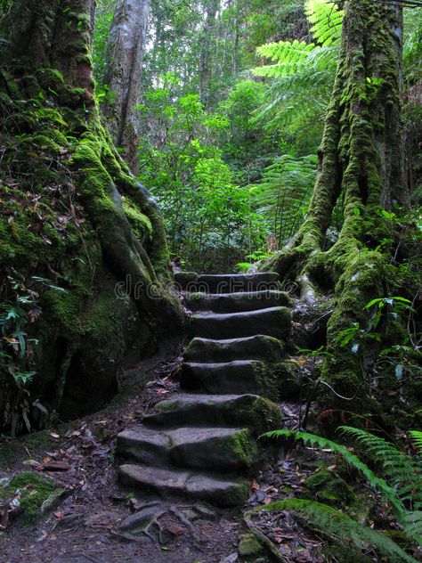 Stairway through Rainforest. Blue Mountains National Park World Heritage Site in , #SPONSORED, #Mountains, #National, #Blue, #Stairway, #Rainforest #ad Blue Mountains National Park, Garden Steps, Forest Path, Blue Mountains, Stairway To Heaven, Foto Art, Nature Aesthetic, Amazing Nature, Beautiful World