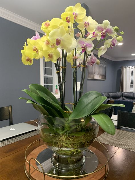 Water Culture Orchids, Water Plants Indoor, Plants Grown In Water, Orchids In Water, Orchid Fertilizer, Orchid Roots, Plants In Jars, Orchid Leaves, Indoor Water Garden