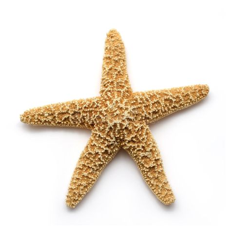 Sea Star. Starfish isolated on white background , #spon, #Starfish, #Star, #Sea, #background, #white #ad Starfish Outline, Shells Collection, Ocean Books, Motion Graphics Logo, Guiyang, Beach Inspiration, Curiosity Cabinet, Sea Stars, Shell Collection