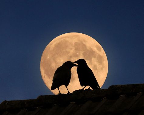 Ravens In Love, Crows In Love, Crow Pfp Aesthetic, Crow Profile Picture, Two Crows Tattoo, Bird Profile Picture, Crow Icon, Crow Pfp, Crow Paintings