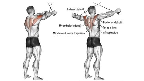 Reverse Cable Crossover Cable Rear Delt Flys, Cable Lateral Raise, Rear Delt Row, Delt Exercises, Rear Delt Exercises, Cable Exercises, Cable Crossover, Upper Back Muscles, Cable Workout