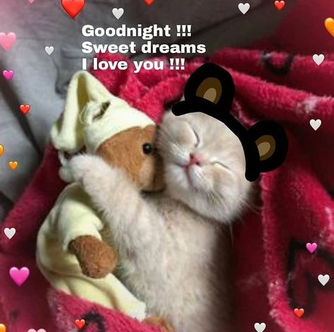 Good Night Meme, Sweet Dreams My Love, Good Night Cat, Gf Memes, Good Night I Love You, Love You Cute, Dream's Cat, Silly Cats Pictures, Cute Messages