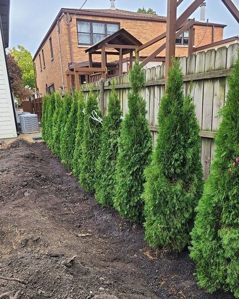 Emerald Green Arborvitae Spacing and Growth Rate Emerald Green Privacy Trees, Thuja Emerald Green Arborvitae, Arbortivae Landscaping, Arborvitae Landscaping Along Fence, Emerald Green Arborvitae Smaragd, Arborvitae Emerald Green, Landscaping In Front Of Privacy Fence, Privacy Arborvitae, Planting Arborvitae Trees