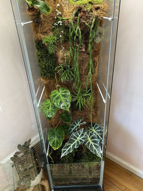 Bottle terrarium