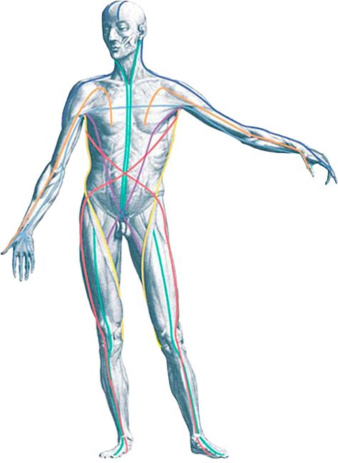 4/28 blog post - Balance: Fascia & Myofascial Release Anatomy Trains, What Is Fascia, Structural Integration, Massage Therapy Rooms, Alexander Technique, Myofascial Release, Anatomy And Physiology, The Human Body, Massage Therapist