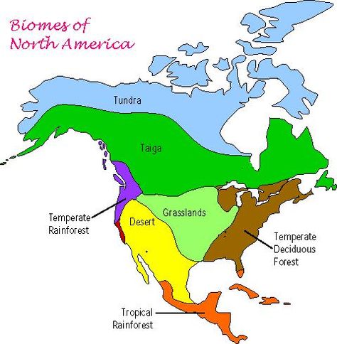 North American Biomes: Arctic & Alpine Tundra Coniferous Forest (Taiga)        Grassland (Prairie) Deciduous Forest Desert Biome Tropical Rain Forest Temperate Rain Forest Teaching Biomes, Biomes Activities, North America Geography, Temperate Deciduous Forest, North America Continent, Biomes Project, Geography Activities, Continents And Oceans, Teaching Geography