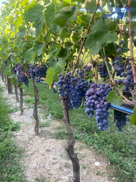 Picking Grapes Vineyard, Grapes On The Vine, Grape Vine Garden, Grape Vines Aesthetic, Unfortunately Yours, Planting Grapes, Grape Orchard, Wine In Italy, Grape Farm