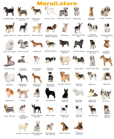 Dog Breeds Chart, Dog Chart, Calm Dog Breeds, Ras Anjing, Dog Breeds That Dont Shed, Types Of Dogs Breeds, Best Small Dogs, Dog Breed Names, Dog Breeds Pictures