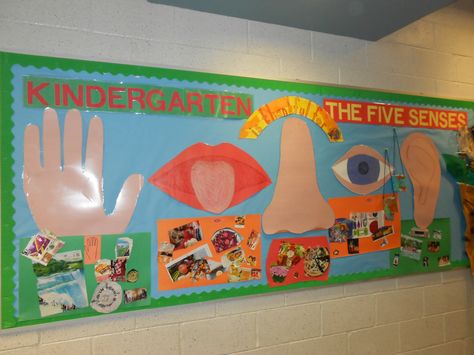 Five Senses Bulletin Board Five Senses Preschool, Meri Cherry, Science Display, Science Bulletin Boards, Kindergarten Bulletin Boards, The 5 Senses, Senses Preschool, My Five Senses, Senses Activities