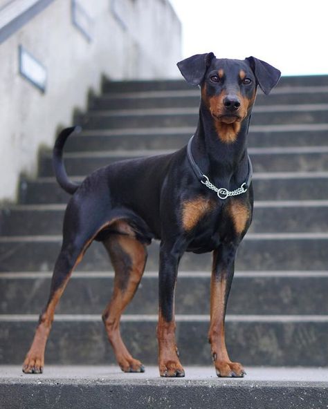 Doberman Pinscher Aesthetic, Doberman Natural Ears, Doberman Natural, American Doberman, Miniature Pinscher Puppy, Dog Types, German Pinscher, Manchester Terrier, Dog Breeds Medium