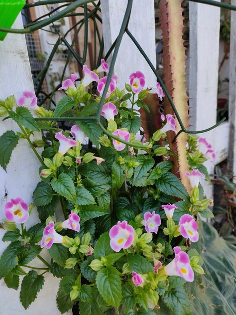 Torenia Flowers, Plant Decor, Plants, Flowers