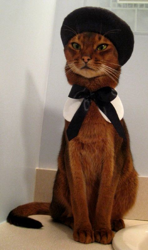 Cat Dressed Up, Regnul Animal, Koci Humor, Image Chat, Cat Model, Abyssinian Cats, Cat Fashion, Cat Dresses, Cat Hat