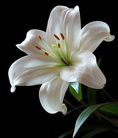 Lily Flower Photography, Flowers Lilly, Lily Photography, White Lily Flower, White Lilly, Lilly Flower, Tapeta Pro Iphone, White Lilies, Flower Lover