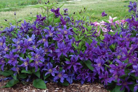 Clematis Sapphire Indigo™ — Bloomables® Blue Clematis, Gladiolus Bulbs, Low Growing Shrubs, September Sapphire, Garden Bulbs, Ground Cover Plants, Rare Flowers, Fruit Garden, Container Flowers