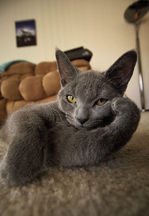 We too have a cat that that strikes a pose while she waits for us. Russian Blue Cat, Grey Cat, 웃긴 사진, Russian Blue, Domestic Cat, Blue Cats, Cats Meow, Crazy Cat Lady, Beautiful Cats