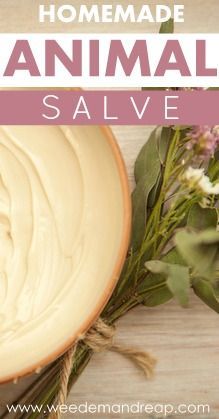 Diy Salves And Balms For Dogs, Apothecary Remedies, Herbal Business, Doggie Bag, Pet Remedies, Dog Soap, Healing Salve, Natural Pet Care, Dog Wellness