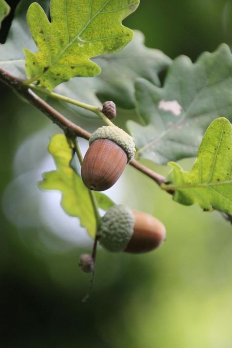 Acorns Growing on a Branch · Free Stock Photo Acorn Reference Photo, Acorn Pictures, Acorn Aesthetic, Fruit On Branch, Acorn Photo, Oak Aesthetic, Acorn Tree, Knitting Painting, Woodland Photography