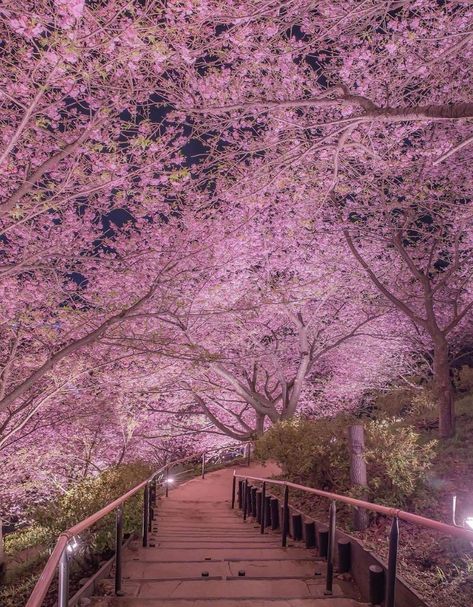 Nature, Path To Heaven, Hipster Home Decor, Japan Cherry Blossom, Cherry Blossom Japan, Cherry Trees, Cherry Blossom Festival, Cherry Blossom Season, Sakura Tree