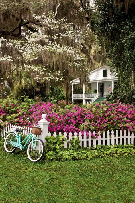 White Picket Fence with Pink Azaleas Blooming and a Teal Bike Azaleas Landscaping, Fenced Vegetable Garden, White Fence, Front Yard Fence, Spring Pictures, White Picket Fence, Garden Pictures, Backyard Fences, Climbing Roses